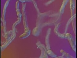 Microscopic, tracking across cercarial stage Schistosoma mansoni, interference contrast illumination Stock Footage
