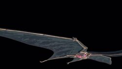 A Quetzalcoatlus flies across a cloudy sky: a 3D animation depicts the wing anatomy of a Quetzalcoatlus: a Quetzalcoatlus lands in a clearing. Stock Footage