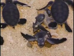 MCU Turtle hatchlings emerging from the sand, from above Stock Footage
