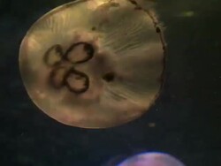 CU Shot of Jelly fish in marine aquarium at Eilat / Eilat, Arava, Negev Desert, Israel  Stock Footage