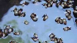 Bunch of striped beetles floating on the water Stock Footage