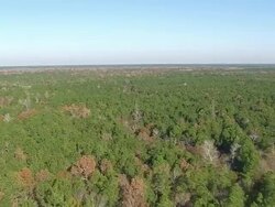 WS AERIAL View of Francis Marion Forest and swamp landscape / South Carolina, United States Stock Footage