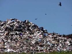 Landfill With Vultures Flying Stock Footage