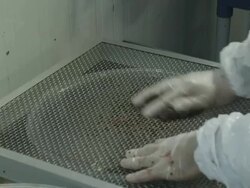 ECU gloved hand of worker extracting eggs that are attached to connective tissue by gently rubbing this tissue on a sieve, RED R3D 4K,4KMSTR Stock Footage