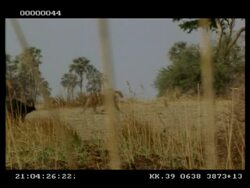 Lionesses pursued by group of buffalo, MS, Botswana Stock Footage