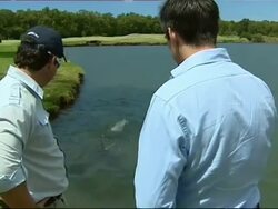 Shark-Infested Bunkers at Brisbane Golf Course News Clip