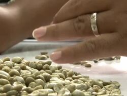 Selecting coffee beans for cupping session Stock Footage