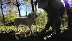 CLEAN : On the hunt for truffles in northern Italy News Clip