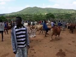 Key Afer weekly market- cows and tribal men in the market Stock Footage