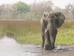 MS Shot of large African elephant throws mud on its back to cool off near Trees and grass line / ghanzi district, ghanzi district, botswana Stock Footage