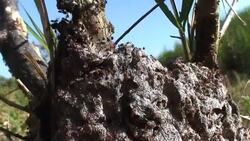 Red Ants Nest Stock Footage