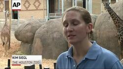 A baby giraffe made her first appearance at the Houston Zoo Friday. Named Kamili, she was born August 3 and increases the zoo's herd to ten. (August 15) News Clip