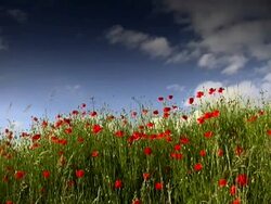 Poppie Field Stock Footage