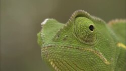 A cape dwarf chameleon moves its eyes. Stock Footage