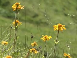 MS Shot of mountain flowers at Mount Fellhorn near Allgau Alps / Oberstdorf, Bavaria, Germany Stock Footage