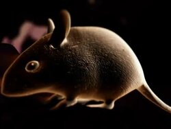 Extreme Close Up push-in tracking-right - A tick sucks blood from a mouse in a computer-generated animation. Stock Footage