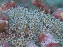 Flower Urchin, CU, Monad Shoa, Malapascua, Philippines Stock Footage