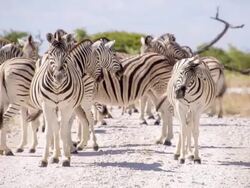 LS Zebras In The African Savannah Stock Footage