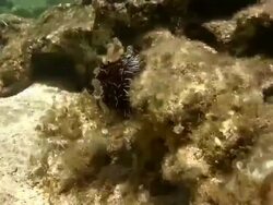 Sea urchin in Hawaiian coast Stock Footage