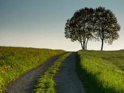CRANE UP: Footpath Meadow Stock Footage