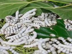 Time Lapse of Silk Worms feed in Mulberry Leaves Stock Footage