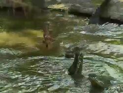 Block Shot Crocodile Feeding Mauritius Stock Footage