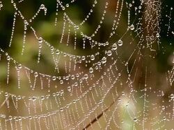 CU Spiderweb with dewdrops / Orscholz, Saarland, Germany Stock Footage