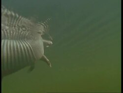 CU Underwater view of Armadillo swimming through water, South America Stock Footage