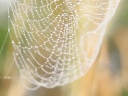 Dew Drops Stock Footage