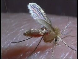 BCU Old World Sand Fly (Phlebotomus dubosci) feeding on human, profile Stock Footage