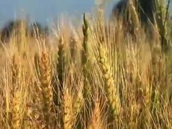 HD: Field of wheat Stock Footage