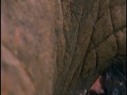 BCU Indian Elephant, Elephas maximus bloodshot eye, Western Ghats, India Stock Footage