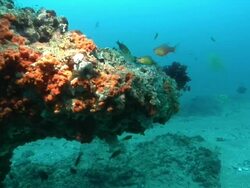 MS PAN Shot of Cardinal fish swimming around rock ledge covering with sponge and hydroids / Matola, Maputo, Mozambique Stock Footage