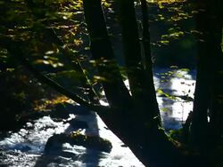 HD Stream in Autumn Forest Stock Footage