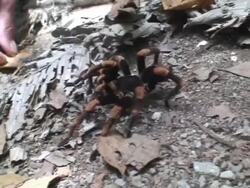 Orange knee tarantula anoyed by human, as usual... Stock Footage