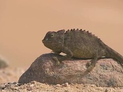  MS Shot of Namaqua chameleon (with red ridge along browline) on flat stone at Namib Desert / Namib Desert, Namibia Stock Footage