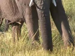 Desert Elephant (Loxodonta africana) feeding on grasses, Ugab River Basin, Namibia: desert-dwelling population of African Bush Elephant though not distinct subspecies Stock Footage