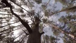 Looking Up Through Trees Stock Footage