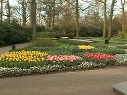 CLEAN: Visitors flock to see millions of Dutch tulips News Clip