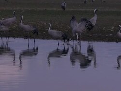 European Cranes (Grus grus) adults and young at lake edge, North East Extremadura in Dehesa. Cranes migrate south in winter from Scandinavia and Northern Europe to Spain and roost in large numbers mainly on lake shores. Stock Footage