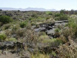 WS View of lava rocks and cactus / New Mexico, United States Stock Footage