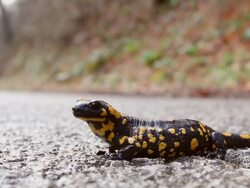 HD 1080 Salamander on the road Stock Footage