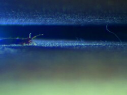 A bedbug wiggles its antennas on a rug. Stock Footage