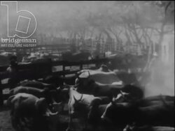 Madagascar c.1958 - cattle herding and salt production. Stock Footage