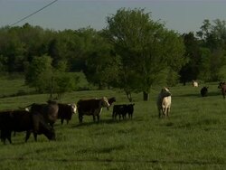 Slow zoom in on cows grazing in pasture. Stock Footage