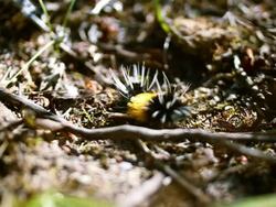 Lophocampa maculata Stock Footage