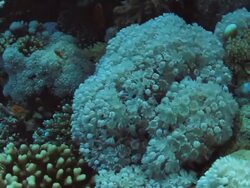 Coral And Fish Stock Footage