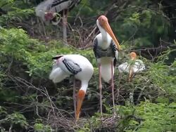 Painted Storks Stock Footage