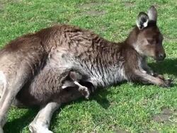 kangaroo and joey Stock Footage