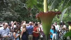 Giant rainforest plant known as a corpse flower for terrible smell begins blooming News Clip